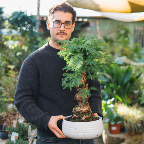 Simegarden Araucaria cunninghamii 25 cm / Bianco