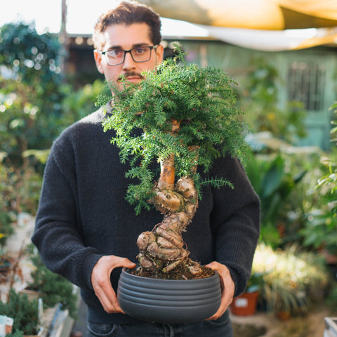 Simegarden Araucaria cunninghamii 25 cm / Nero