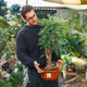 Simegarden Araucaria cunninghamii
