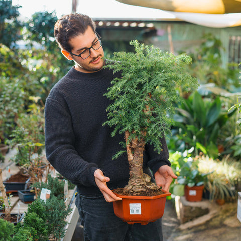Simegarden Araucaria cunninghamii