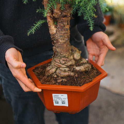 Simegarden Araucaria cunninghamii