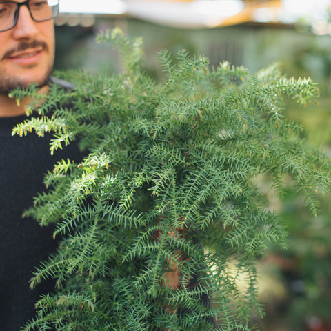 Simegarden Araucaria cunninghamii