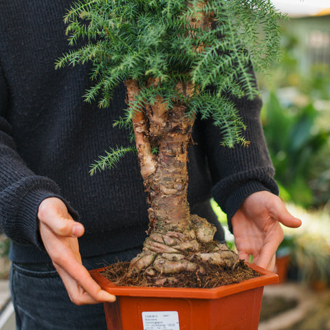 Simegarden Araucaria cunninghamii