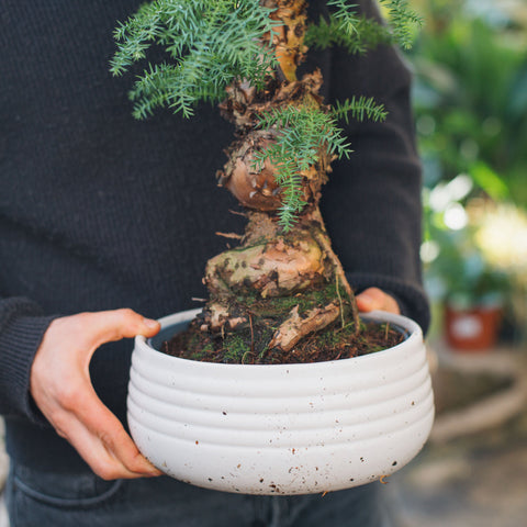 Simegarden Araucaria cunninghamii