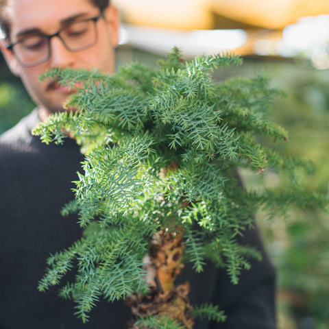 Simegarden Araucaria cunninghamii