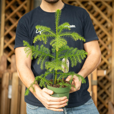 Simegarden Araucaria heterophylla 14 cm