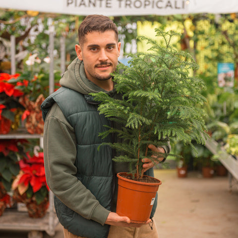 Simegarden Araucaria heterophylla 19