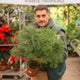 Simegarden Araucaria heterophylla 19