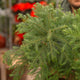 Simegarden Araucaria heterophylla 19