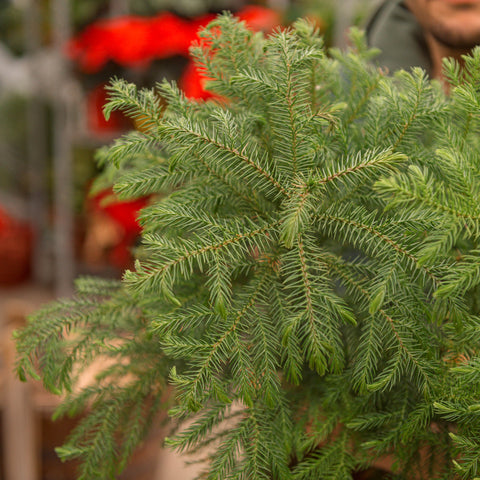 Simegarden Araucaria heterophylla 19
