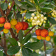 Simegarden Arbutus unedo