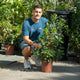 Simegarden Arbutus unedo 24 cm