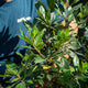Simegarden Arbutus unedo 24 cm