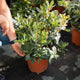 Simegarden Arbutus unedo 24 cm