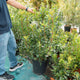 Simegarden Arbutus unedo 40 cm - ESEMPLARE XXL