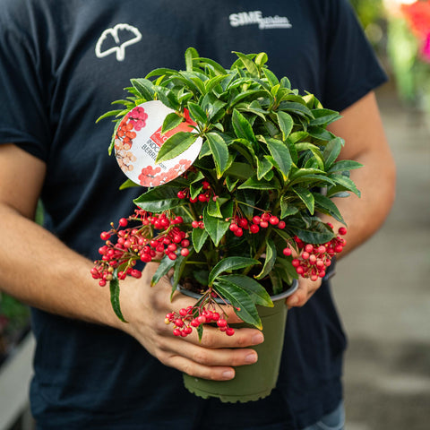 Simegarden Ardisia crenata 14cm