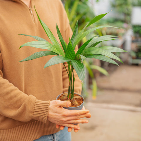 Simegarden Areca catechu 12 cm