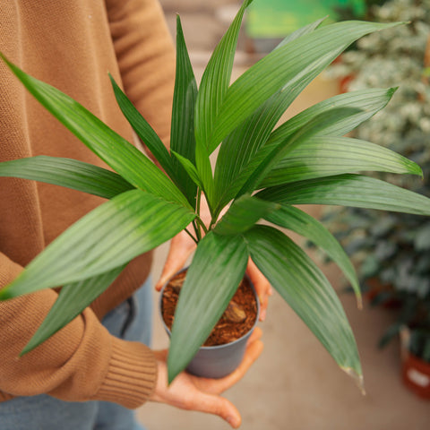 Simegarden Areca catechu 12 cm