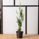 Simegarden Asparagus