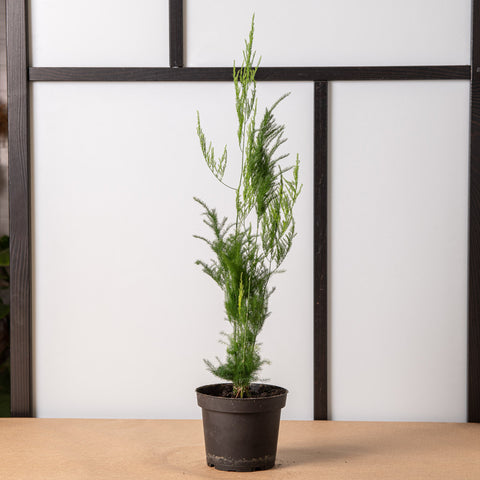 Simegarden Asparagus