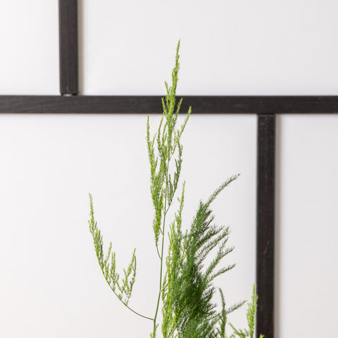 Simegarden Asparagus