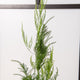 Simegarden Asparagus