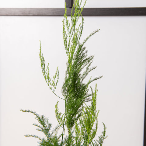 Simegarden Asparagus