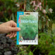 Simegarden Asparagus fern Semi