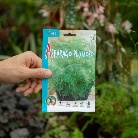 Simegarden Asparagus fern Semi