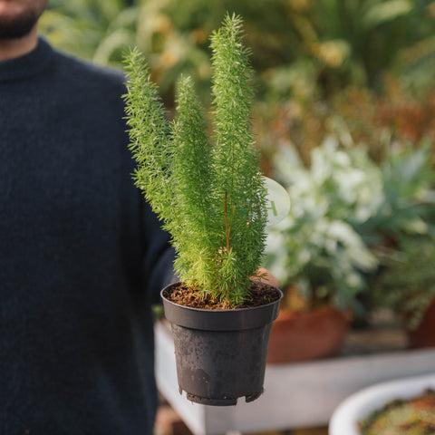 Simegarden Asparagus meyerii 12 cm