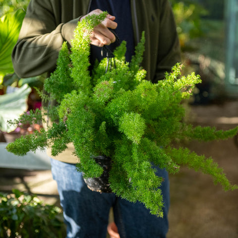 Simegarden Asparagus meyerii 20 cm