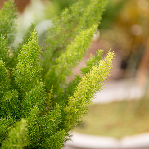 Simegarden Asparagus meyerii