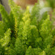 Simegarden Asparagus meyerii