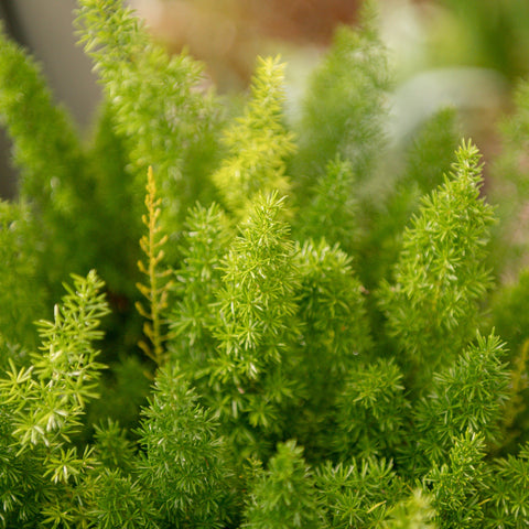 Simegarden Asparagus meyerii