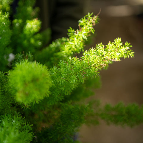 Simegarden Asparagus meyerii