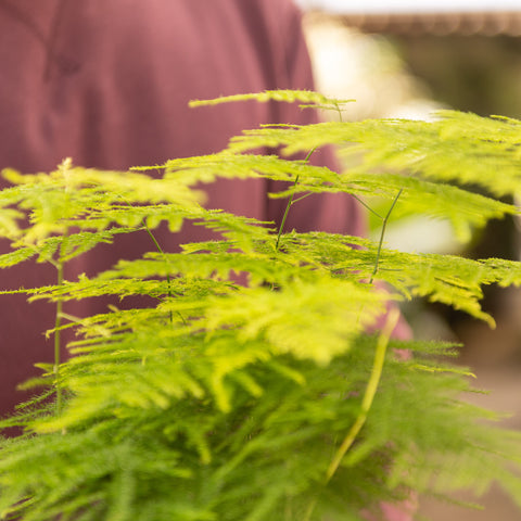 Simegarden Asparagus setaceus