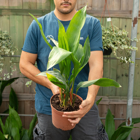 Simegarden Aspidistra 19 cm