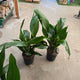 Simegarden Aspidistra 24 cm