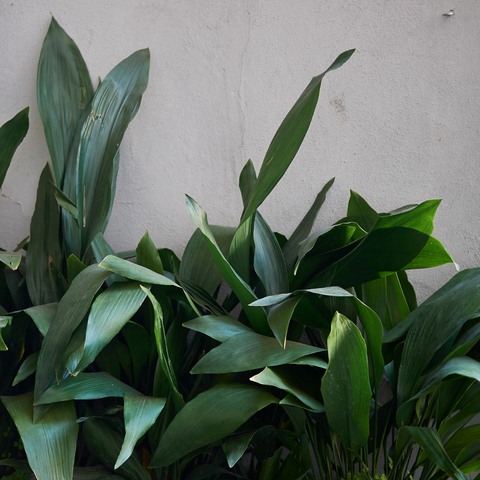 Simegarden Aspidistra