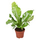 Simegarden Asplenium nidus 12 cm