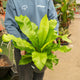 Simegarden Asplenium nidus 23 cm