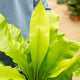 Simegarden Asplenium nidus