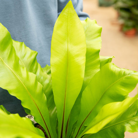 Simegarden Asplenium nidus
