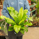 Simegarden Asplenium nidus