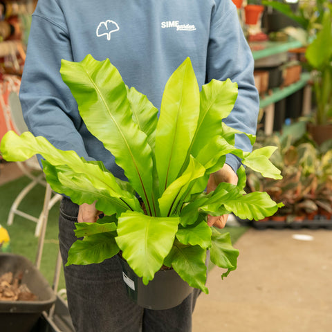 Simegarden Asplenium nidus
