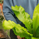 Simegarden Asplenium nidus