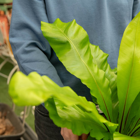 Simegarden Asplenium nidus
