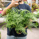 Simegarden Asplenium parvati