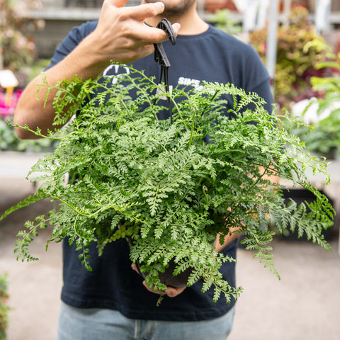 Simegarden Asplenium parvati