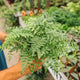 Simegarden Asplenium parvati 12 cm